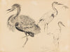 Ostafrikanischer Riesenreiher (1917)
