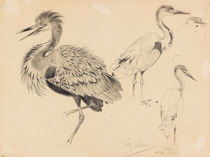 Ostafrikanischer Riesenreiher (1917)