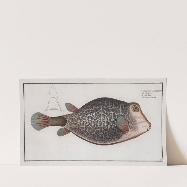 Ostracion Concatenatus, The Knitted -Trunk-Fish. (1785-1797) by Marcus Elieser Bloch