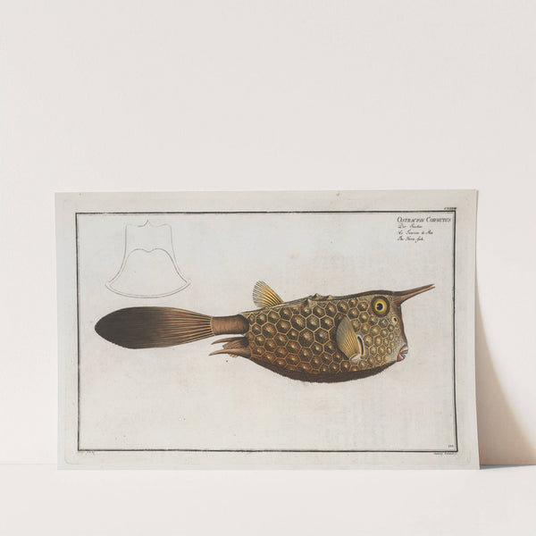 Ostracion Cornutus, The Horn-fish. by Marcus Elieser Bloch