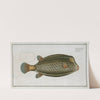Ostracion cubicus, The Square-Fish. (1785-1797) by Marcus Elieser Bloch