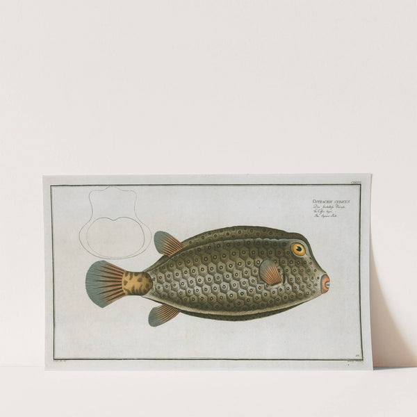 Ostracion cubicus, The Square-Fish. (1785-1797) by Marcus Elieser Bloch