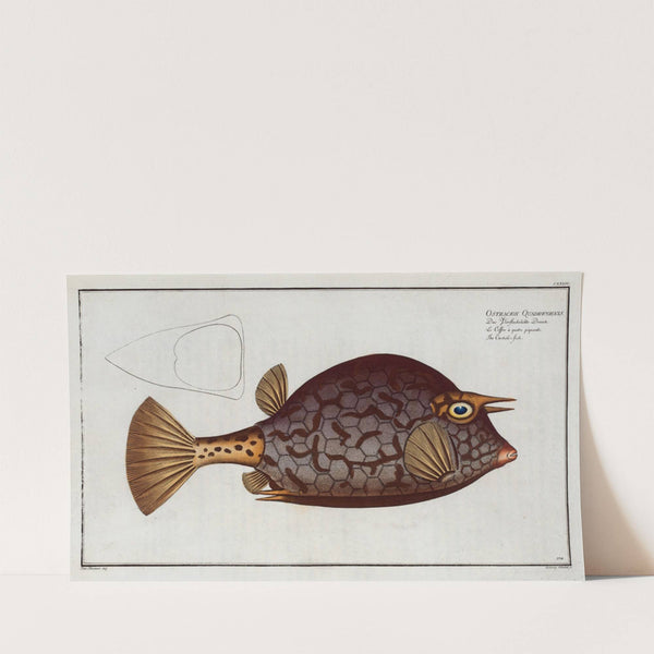 Ostracion Quadricornis, The Cuckold-fish. (1785-1797) by Marcus Elieser Bloch