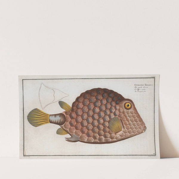 Ostracion Tricornus, The Triangular-fish. (1785-1797) by Marcus Elieser Bloch