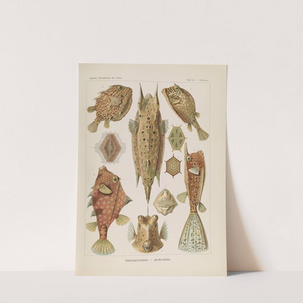 Ostraciontes. - Kofferfische by Ernst Haeckel