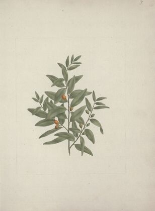 Osyris lanceolate A.DC. (African Sandalwood)