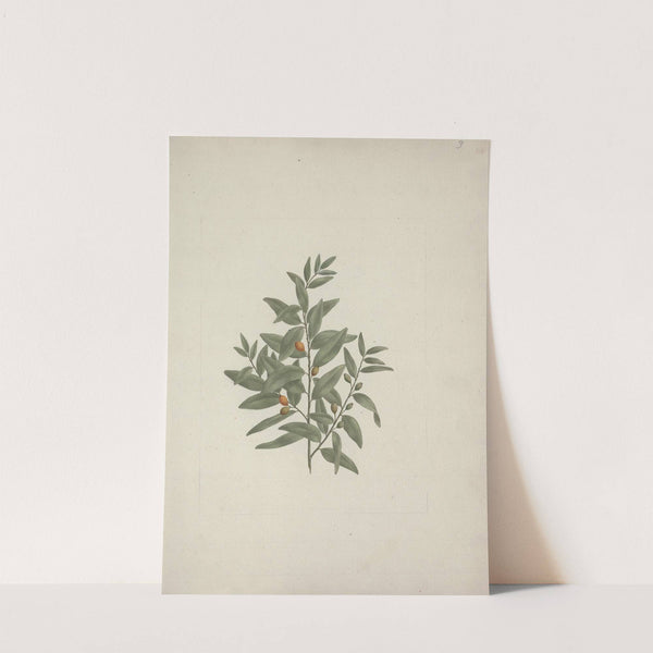 Osyris lanceolate A.DC. (African Sandalwood) by Luigi Balugani