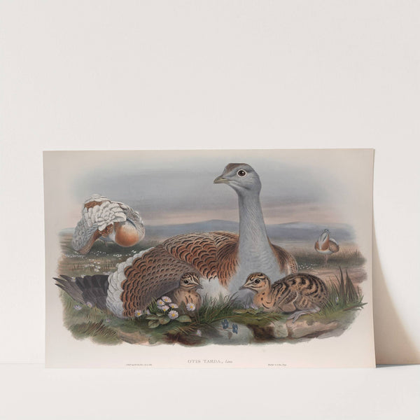 Otis tarda. Great Bustard. (1862-1873) by John Gould