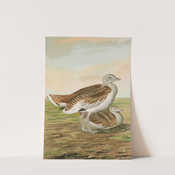 Otis tarda by Johann Friedrich Naumann