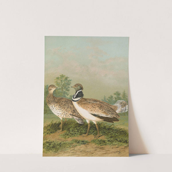 Otis tetrax by Johann Friedrich Naumann