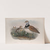 Otis tetrax. Little Bustard. (1862-1873) by John Gould