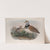Otis tetrax. Little Bustard. (1862-1873) by John Gould