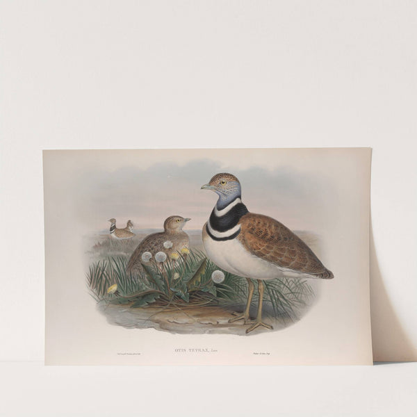 Otis tetrax. Little Bustard. (1862-1873) by John Gould