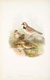 Otocoris alpestris. Shore-Lark. (1862-1873)