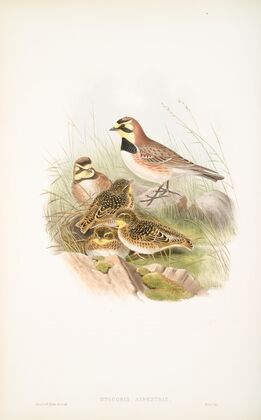 Otocoris alpestris. Shore-Lark. (1862-1873)
