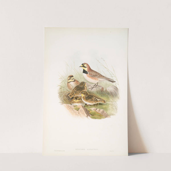 Otocoris alpestris. Shore-Lark. (1862-1873) by John Gould