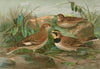 Otocorys alpestris (L.), Melanocorypha sibirica (Gm.)