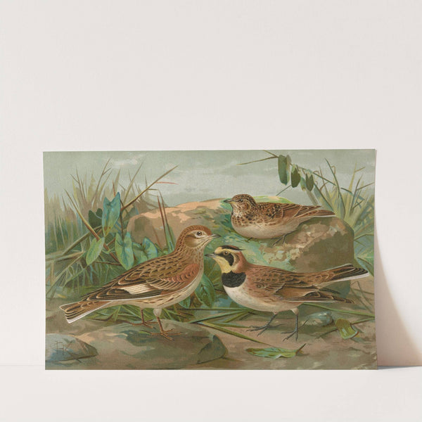 Otocorys alpestris (L.), Melanocorypha sibirica (Gm.) by Johann Friedrich Naumann