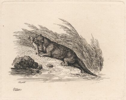 Otter (1812)
