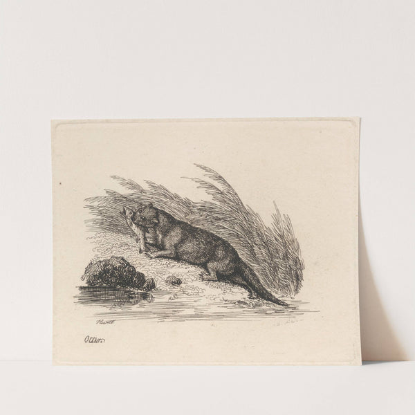 Otter (1812) by Samuel Howitt