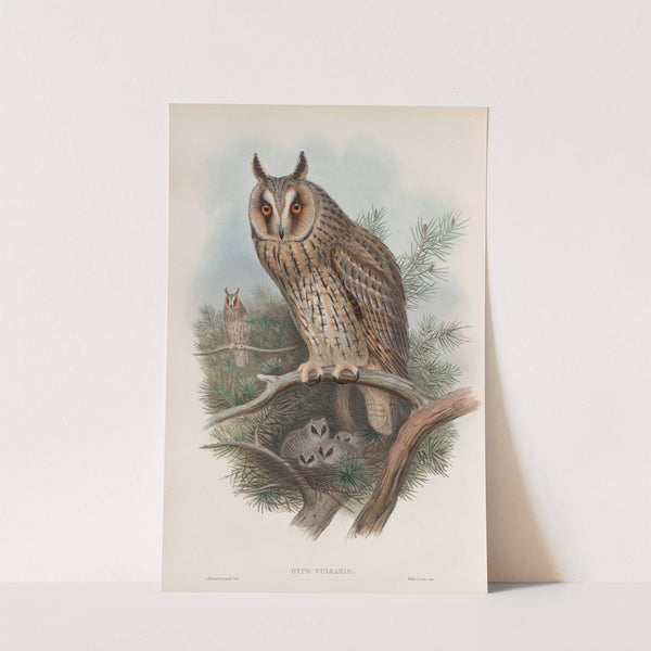 Otus vulgris. Long-eared Owl. (1862-1873) by John Gould