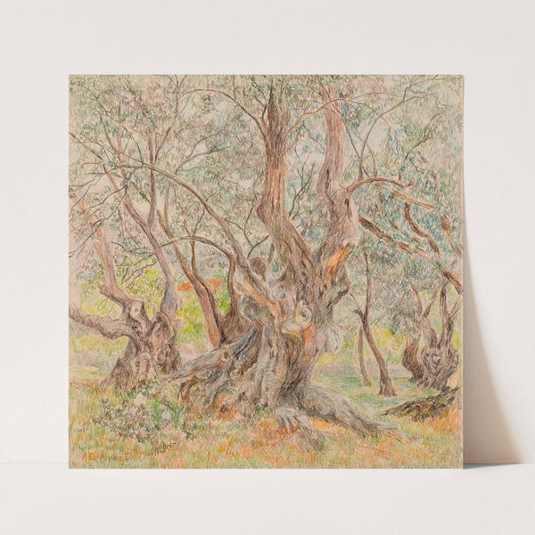 Oude olijfbomen by Anna De Weert