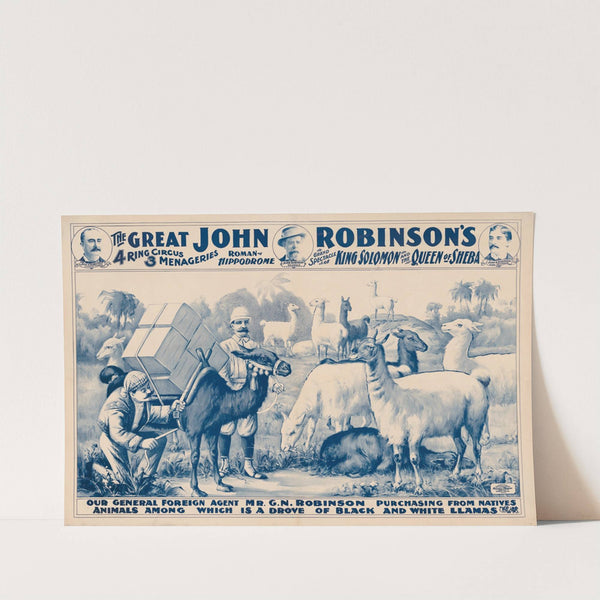 Our General Foreign Agent Mr. G.N. Robinson purchasing…a drove of black & white llamas (1900) by Russell, Morgan & Co.