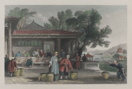 The culture and preparation of tea (1843)