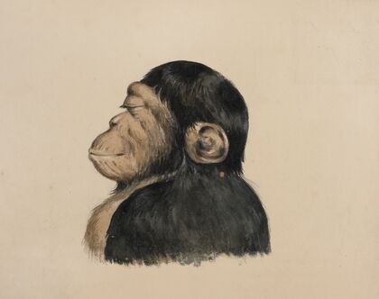 Ourang Otang (1837)