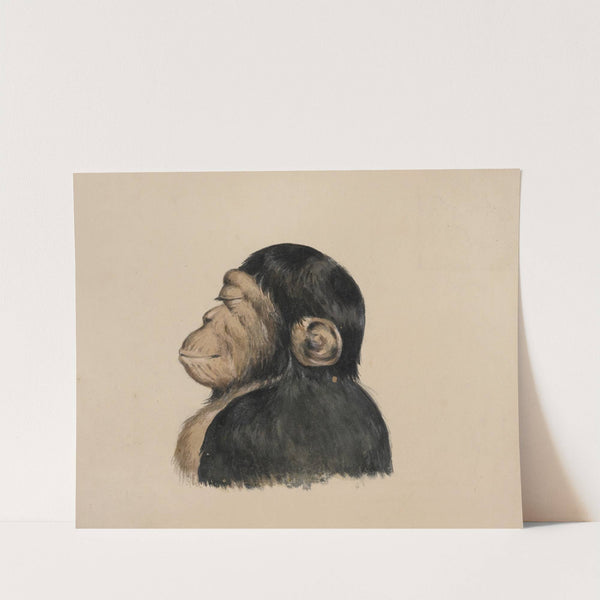 Ourang Otang (1837) by Felix Octavius Carr Darley