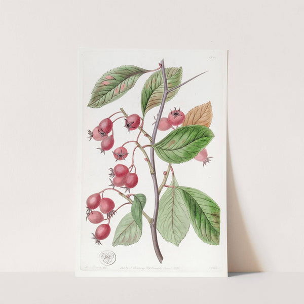 Oval-leaved Cockspur Thorn by Sydenham Edwards