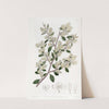 Ovate-leaved Duvaua by Sydenham Edwards