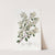 Ovate-leaved Duvaua by Sydenham Edwards
