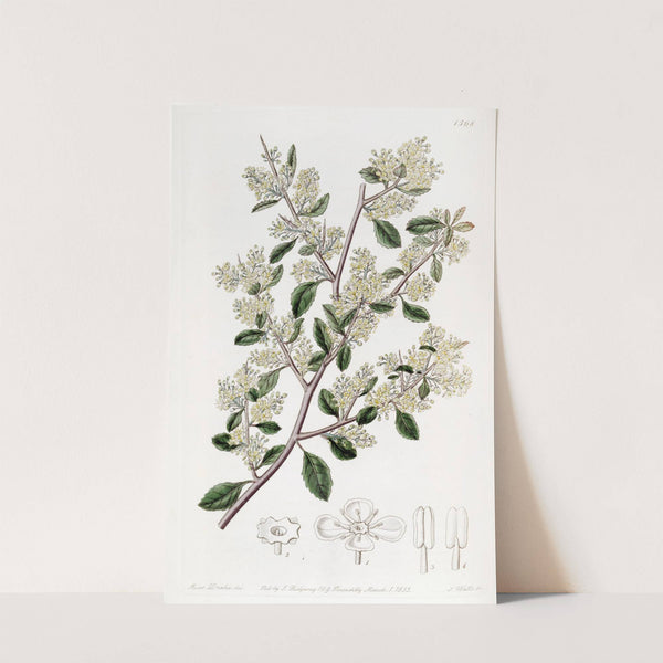 Ovate-leaved Duvaua by Sydenham Edwards