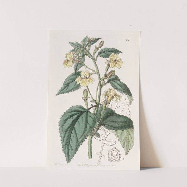 Ovate-leaved Goodenia by Sydenham Edwards