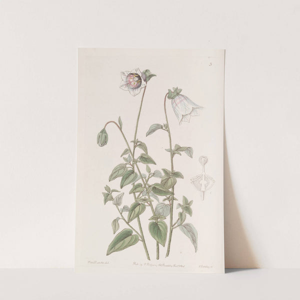 Ovate Pouchbell by Sydenham Edwards