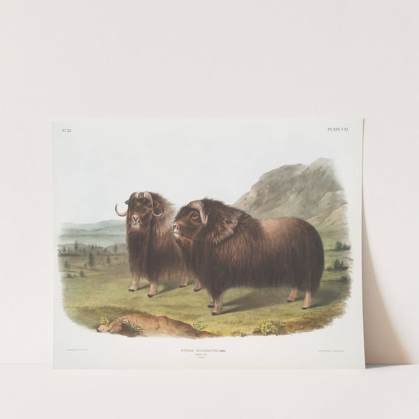 Ovibos moschatus, Musk Ox. Males. (1845-1848) by John Woodhouse Audubon