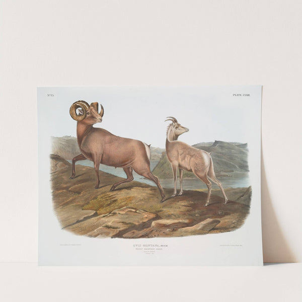 Ovis montana, Rocky Mountain Sheep. Male & female. (1845-1848) by John Woodhouse Audubon