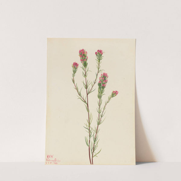 Owl-clover (Orthocarpus tenuifolius) (1923) by Mary Vaux Walcott