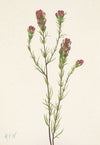 Owl-clover. Orthocarpus tenuifolius (1925)