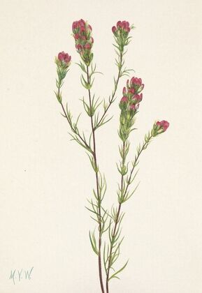 Owl-clover. Orthocarpus tenuifolius (1925)