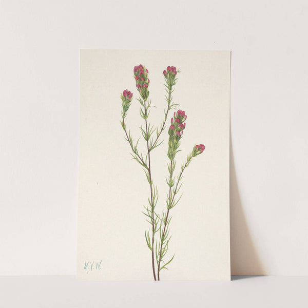 Owl-clover. Orthocarpus tenuifolius (1925) by Mary Vaux Walcott