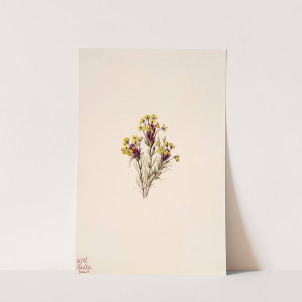 Owl’s Clover (Orthocarpus erianthus) (1935) by Mary Vaux Walcott