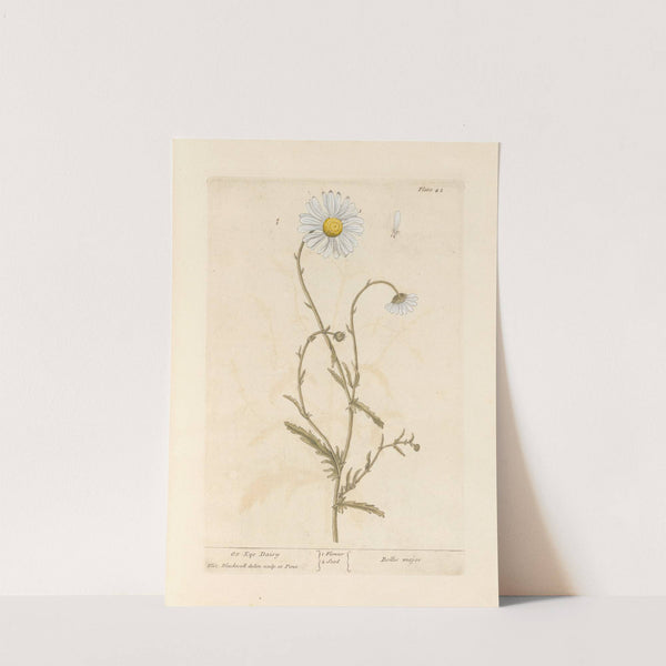 Ox-eye daisy by Elizabeth Blackwell