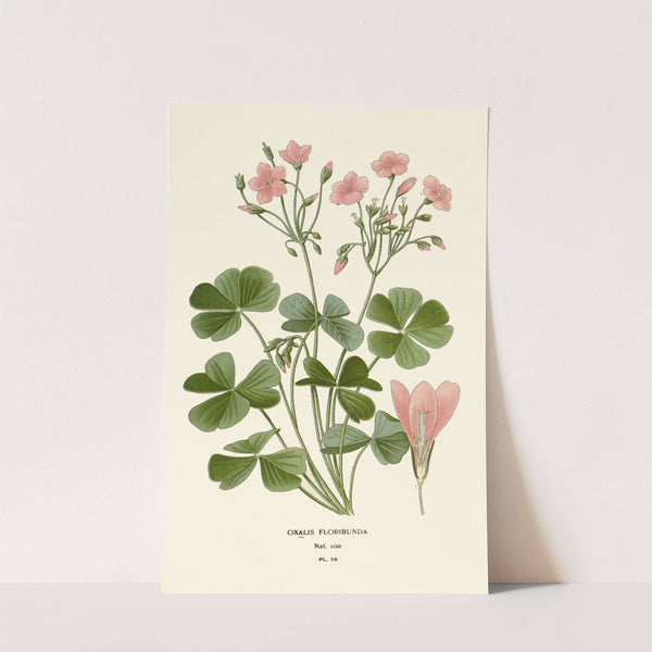 Oxalis Floribunda (1896-1897) by Edward Step