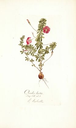 Oxalis hirta