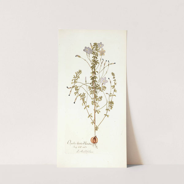 Oxalis hirta varietas by Nikolaus Joseph Freiherr von Jacquin