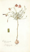 Oxalis versicolor