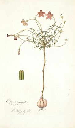 Oxalis versicolor