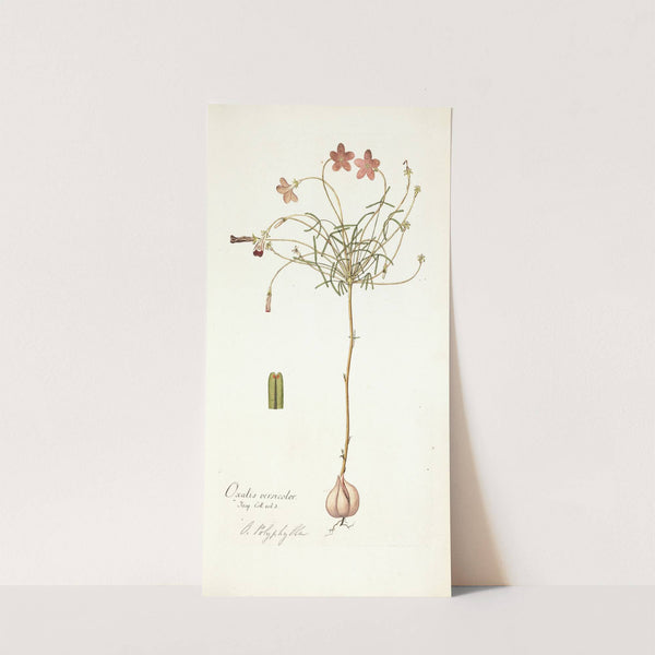 Oxalis versicolor by Nikolaus Joseph Freiherr von Jacquin